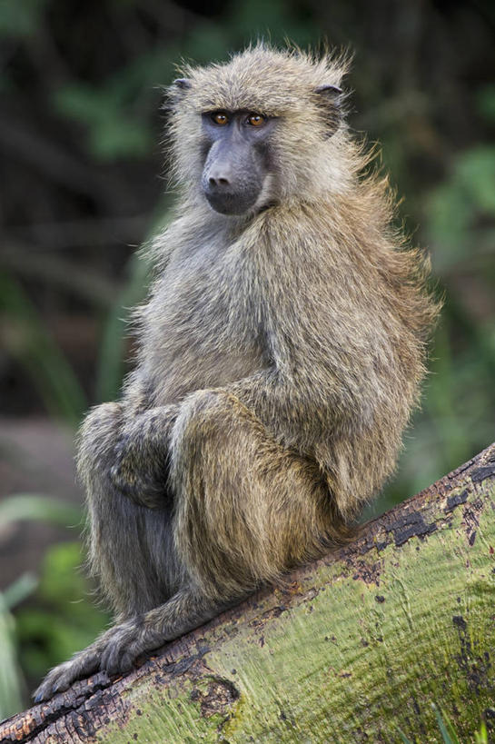 无人,坐,竖图,室外,白天,纯洁,哺乳动物,野生动物,坦桑尼亚,狒狒,动物,看,可爱,童年,童趣,摄影,活泼,观看,杂食动物,童真,烂漫,无邪,灵长目,东非狒狒,橄榄狒狒,绿狒狒,塞伦盖蒂国家公园,天真,彩图