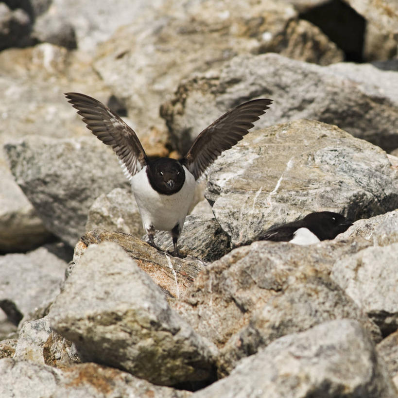 无人,方图,室外,白天,北极,全球变暖,野生动物,羽毛,挪威,鸟类,自然,动物,两只,摄影,迁徙,生物学,斯瓦尔巴德群岛,海鸦,岩石,彩图,小海雀