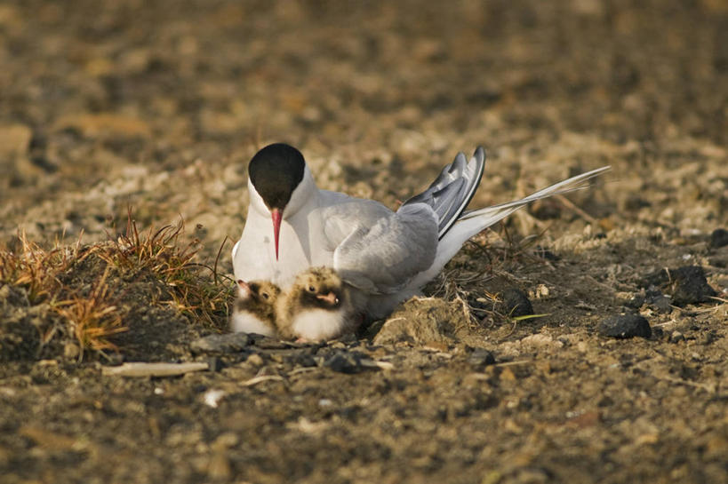 无人,横图,室外,白天,北极,全球变暖,野生动物,挪威,鸟类,鸟巢,小鸟,自然,动物,休息,摄影,生物学,北极燕鸥,斯瓦尔巴德群岛,濒危物种,彩图,朗伊尔城,弱点,冻原