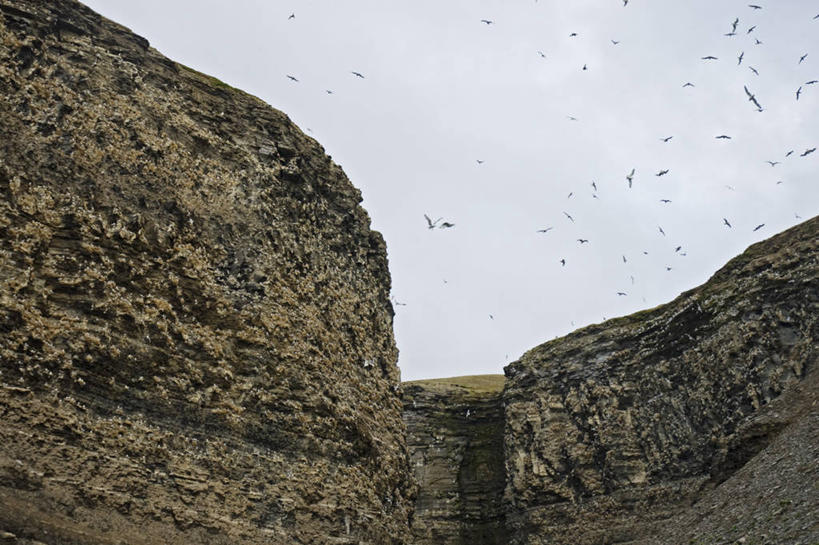 无人,横图,室外,白天,北极,海鸟,野生动物,羽毛,挪威,一群,许多,鸟类,鸟巢,悬崖,很多,自然,动物,摄影,生物学,三趾鸥,斯瓦尔巴德群岛,彩图