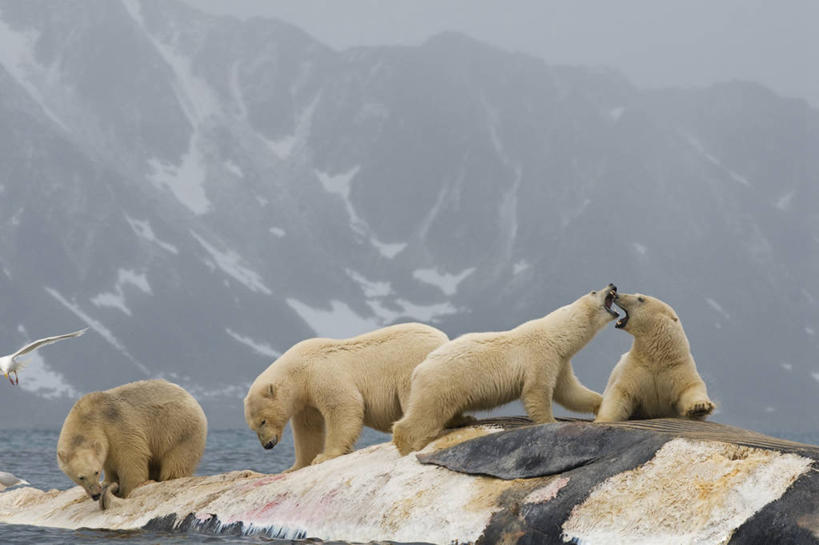 无人,吃,横图,室外,白天,北极,全球变暖,北极熊,哺乳动物,野生动物,熊,挪威,食品,小熊,自然,动物,摄影,鲸,死亡,生物学,幼兽,殒命,灭亡,喂养,斯瓦尔巴德群岛,濒危物种,长须鲸,群岛,彩图,弱点