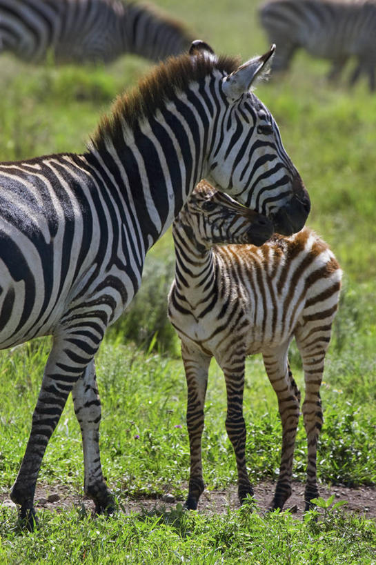 无人,竖图,室外,白天,侧面,哺乳动物,马,野生动物,非洲,坦桑尼亚,连接,动物,两只,运输,摄影,牲畜,保护,驹,阿鲁沙区,东非,恩戈罗恩戈罗保护区,恩戈罗恩戈罗自然保护区,坦桑尼亚联合共和国,彩图,弱点