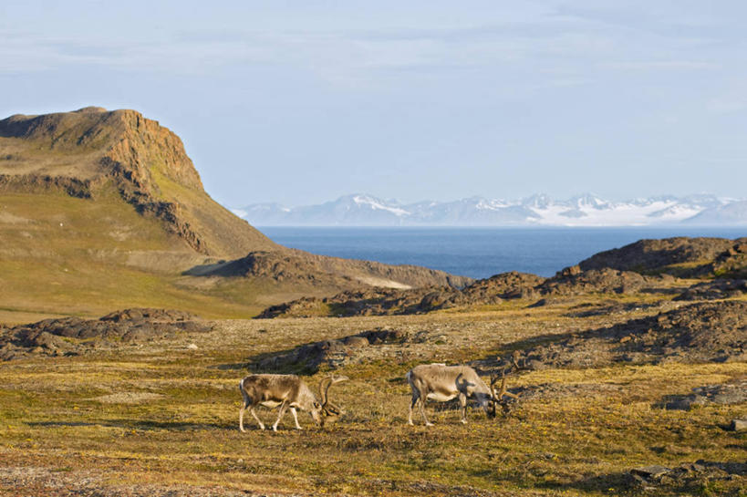 无人,吃,横图,室外,白天,侧面,幸福,北极,全球变暖,哺乳动物,鹿,野生动物,挪威,自然,动物,两只,可爱,摄影,活泼,食草动物,吉祥,生物学,鹿角,进取,角鹿,喂养,斯瓦尔巴德群岛,群岛,驯鹿,彩图,挪威驯鹿,斯瓦尔巴德群岛驯鹿,斯瓦尔巴德驯鹿,冻原