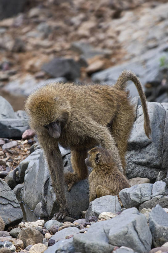 无人,坐,竖图,室外,白天,哺乳动物,野生动物,坦桑尼亚,狒狒,动物,两只,可爱,摄影,活泼,观看,保护,协助,关爱,杂食动物,灵长目,东非狒狒,橄榄狒狒,绿狒狒,塞伦盖蒂国家公园,彩图