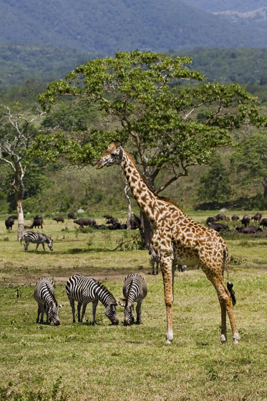 无人,竖图,室外,白天,旅游,度假,美景,斑马,哺乳动物,长颈鹿,野生动物,坦桑尼亚,景观,娱乐,风景,自然,动物,享受,休闲,景色,放松,摄影,自然风光,阿鲁沙国家公园,彩图