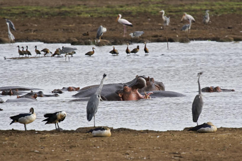 无人,横图,室外,白天,水,河马,野生动物,坦桑尼亚,苍鹭,鸭子,池塘,动物,摄影,鹳,彩图