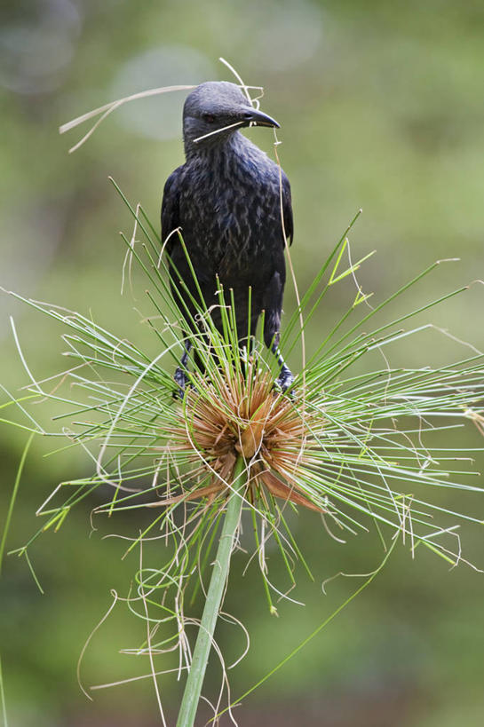 无人,竖图,室外,白天,聚会,芦苇,野生动物,坦桑尼亚,准备,聚餐,草,灰色,动物,摄影,栖息,喙,彩图,动物行为