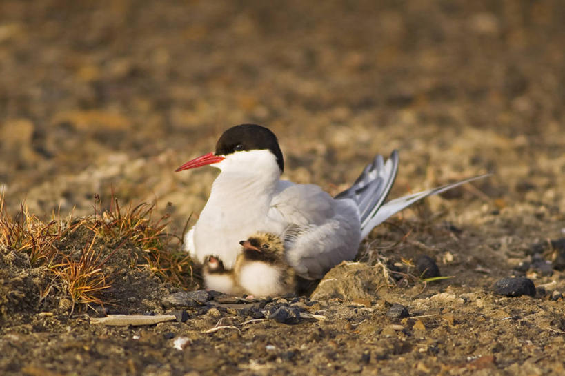 无人,横图,室外,白天,北极,全球变暖,野生动物,挪威,鸟类,鸟巢,小鸟,自然,动物,休息,摄影,生物学,北极燕鸥,斯瓦尔巴德群岛,濒危物种,彩图,朗伊尔城,弱点,冻原
