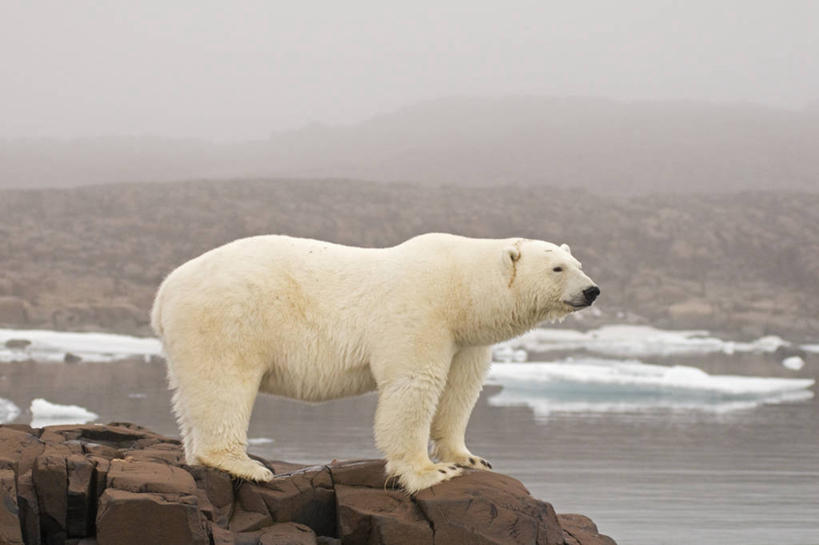 无人,横图,室外,白天,侧面,北极,水,全球变暖,北极熊,哺乳动物,野生动物,挪威,环保,捕食,岛,自然,动物,摄影,能源,回收,资源,生物学,觅食,利用,低碳,循环,持续,斯瓦尔巴德群岛,濒危物种,岩石,彩图,弱点