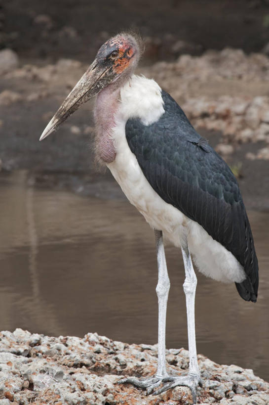 无人,站,竖图,室外,白天,侧面,野生动物,坦桑尼亚,鸟类,小溪,动物,摄影,巨大,庞大,丑陋,脱发,塞伦盖蒂国家公园,宏大,硕大,伟大,非洲秃鹳,彩图
