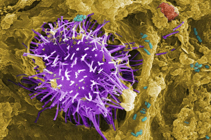 无人,横图,室内,微生物,科学,细菌,黄色,紫色,摄影,藻类,原生动物,微生物学,彩图,电子显微镜