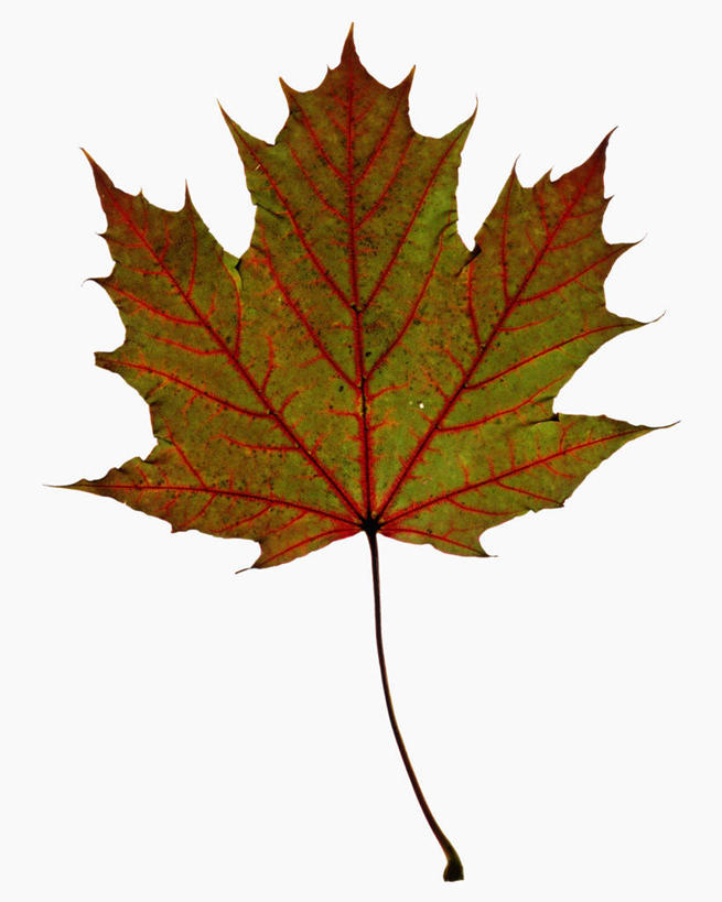 无人,竖图,俯视,特写,白色背景,美景,枫树,叶子,科学,景观,一个,自然,干花,景色,季节,摄影,单个,生物学,自然风光,糖枫,秋天,彩图,高角度拍摄,影棚拍摄