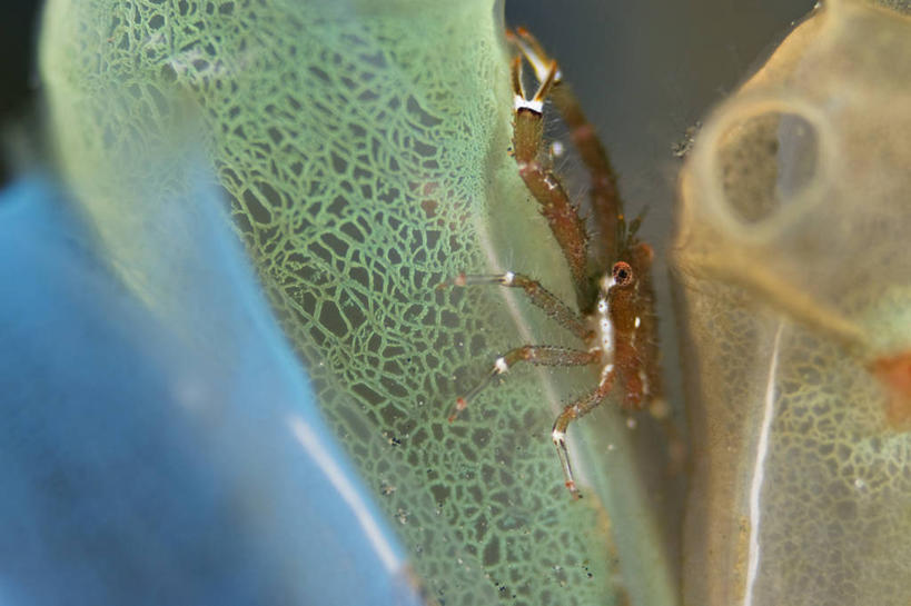 无人,横图,特写,水下,野生动物,印度尼西亚,科学,摄影,北苏拉威西,甲壳动物,彩图