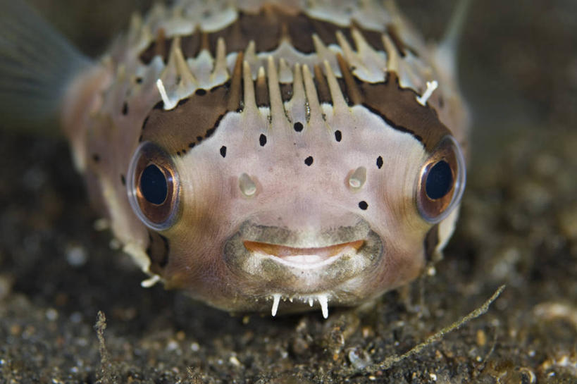 无人,横图,特写,正面,水下,野生动物,印度尼西亚,科学,摄影,北苏拉威西,大斑刺鲀,彩图