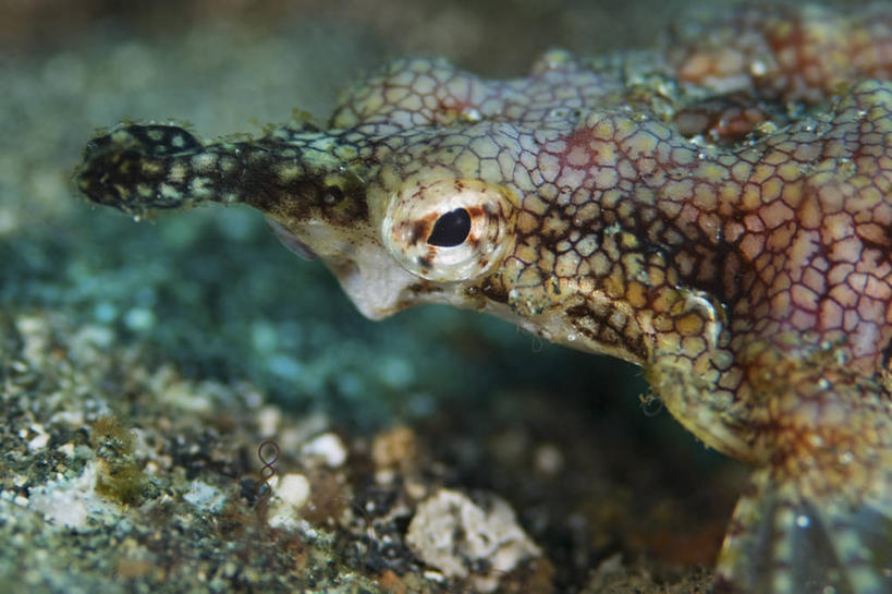 无人,横图,特写,侧面,水下,野生动物,印度尼西亚,科学,摄影,北苏拉威西,彩图