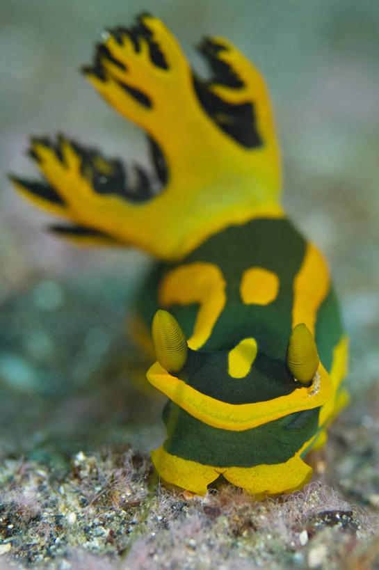 无人,竖图,特写,正面,水下,野生动物,印度尼西亚,科学,海蛞蝓,贝类,海洋生物,无脊椎动物,黄色,绿色,摄影,软体动物,海兔,北苏拉威西,水生动物,水生物,海底动物,海兔螺,彩图,鳃