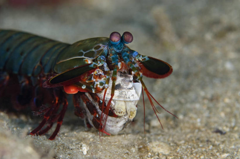 无人,横图,特写,水下,野生动物,印度尼西亚,科学,虾,食品,无脊椎动物,绿色,摄影,北苏拉威西,甲壳动物,彩图,双壳贝,螳螂虾,虾蛄