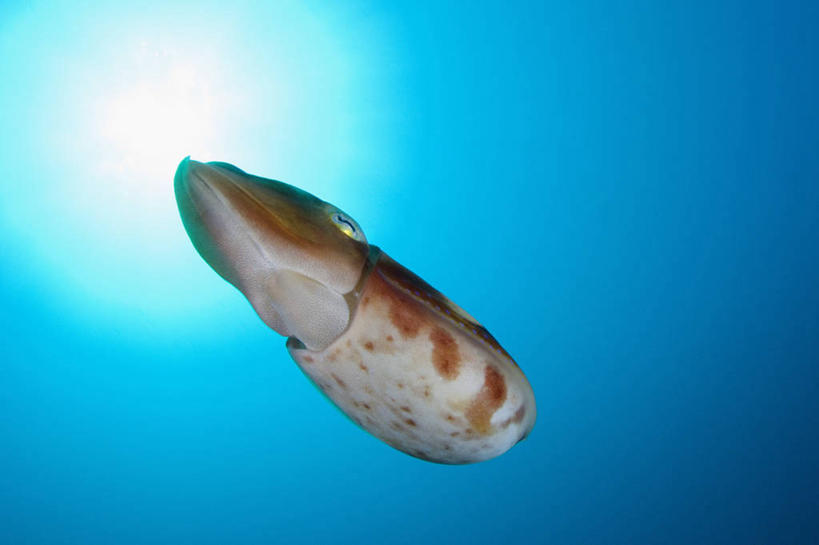 游泳,无人,横图,仰视,水下,野生动物,印度尼西亚,科学,无脊椎动物,摄影,软体动物,北苏拉威西,头足类动物,墨鱼,彩图,低角度拍摄