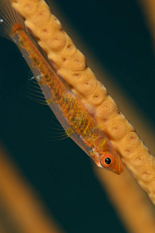 无人,竖图,特写,水下,野生动物,印度尼西亚,科学,珊瑚,鱼类,摄影,北苏拉威西,虾虎鱼,彩图