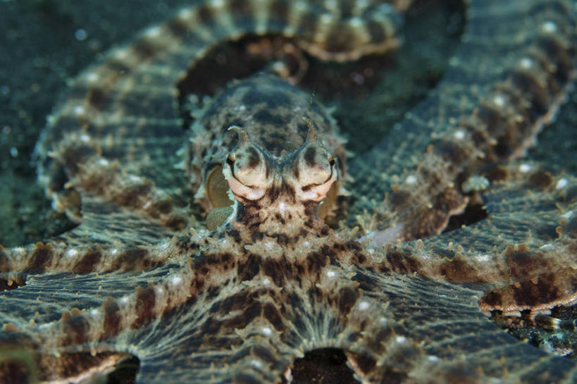 无人,横图,特写,正面,水下,野生动物,印度尼西亚,科学,摄影,北苏拉威西,彩图