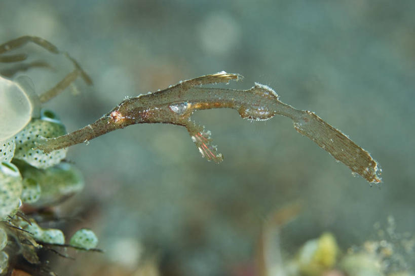 无人,横图,特写,侧面,水下,野生动物,印度尼西亚,科学,动物,模仿,摄影,北苏拉威西,剃刀鱼,彩图