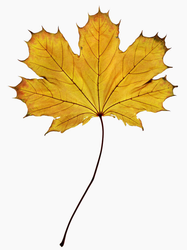 无人,竖图,特写,白色背景,美景,枫树,叶子,科学,景观,一个,黄色,自然,景色,季节,摄影,单个,生物学,自然风光,糖枫,秋天,彩图,影棚拍摄
