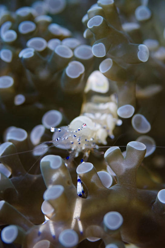 无人,竖图,特写,水下,海葵,野生动物,印度尼西亚,科学,虾,摄影,北苏拉威西,甲壳动物,彩图