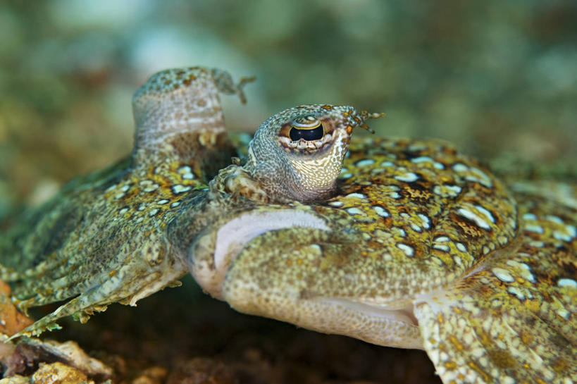 无人,横图,特写,水下,比目鱼,野生动物,印度尼西亚,科学,鱼类,摄影,北苏拉威西,丑陋,彩图