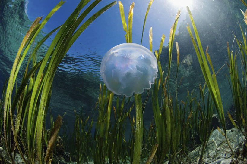 无人,横图,鱼眼镜头,水下,野生动物,印度尼西亚,科学,摄影,海草,北苏拉威西,水母,彩图