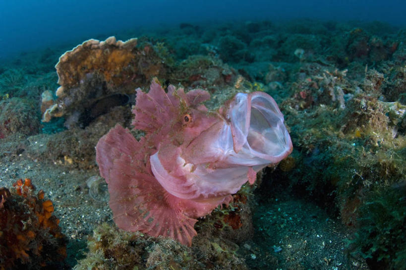 无人,横图,水下,野生动物,印度尼西亚,科学,鱼,鱼类,海洋生物,粉色,打哈欠,摄影,鲉,北苏拉威西,水生动物,水生物,海底动物,花狮子,裸胸鲉,前鳍吻鮋,伊豆鲉,彩图