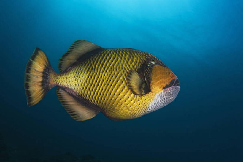 无人,横图,水下,野生动物,南非,科学,鱼类,动物,摄影,生物学,鳞鲀,花斑拟鳞鲀,小胡子,彩图