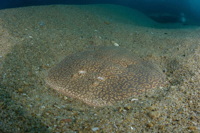 无人,横图,水下,野生动物,南非,科学,圆形,沙子,鱼类,动物,摄影,生物学,伪装,魟,彩图