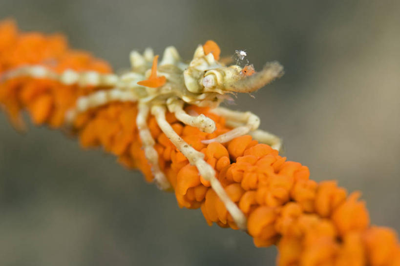 无人,横图,特写,水下,海洋,野生动物,印度尼西亚,科学,螃蟹,无脊椎动物,橙色,摄影,北苏拉威西,甲壳动物,蜘蛛蟹,彩图