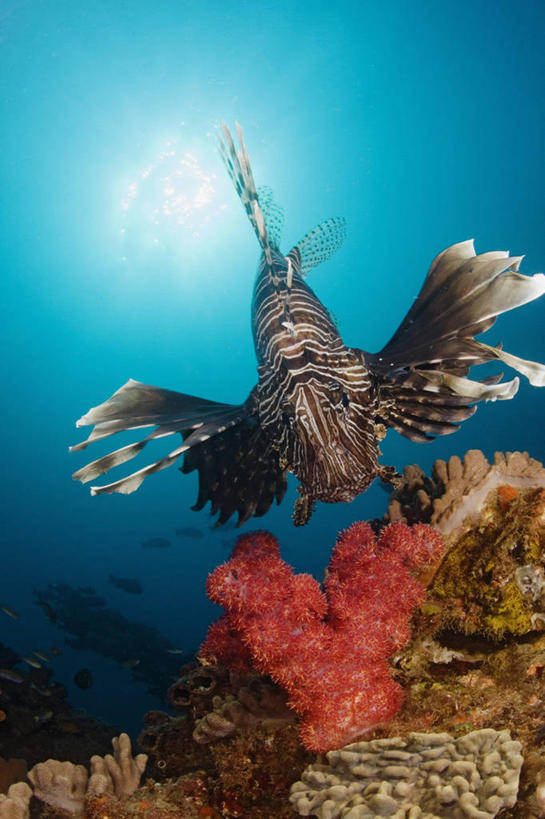 无人,竖图,正面,水下,野生动物,南非,条纹,科学,珊瑚,鱼类,动物,摄影,保护,生物学,软珊瑚,蓑鲉,暗礁,彩图