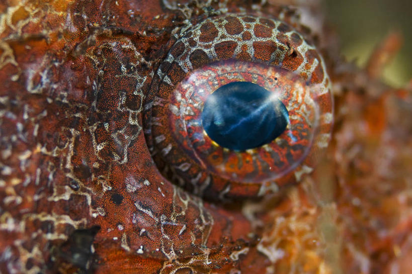 无人,横图,特写,水下,野生动物,印度尼西亚,科学,摄影,北苏拉威西,蓑鲉,彩图