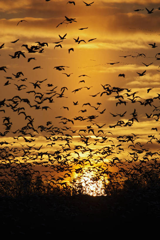 无人,竖图,室外,白天,鹅,野生动物,美国,一群,许多,科学,鸟类,天气,很多,天空,动物,摄影,迁徙,生物学,雪雁,剪影,密苏里,气象学,彩图