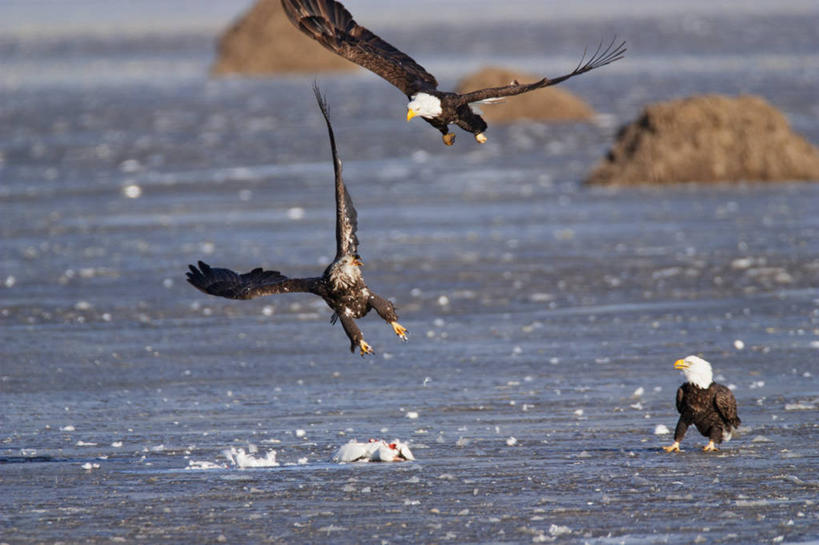 无人,横图,室外,白天,野生动物,美国,三只,科学,鸟类,飞,动物,摄影,生物学,雪雁,白头鹰,密苏里,喂养,彩图,腐肉