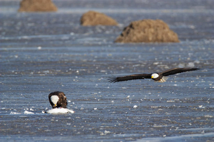 无人,横图,室外,白天,野生动物,美国,科学,鸟类,飞,动物,两只,摄影,生物学,雪雁,白头鹰,密苏里,喂养,彩图,腐肉
