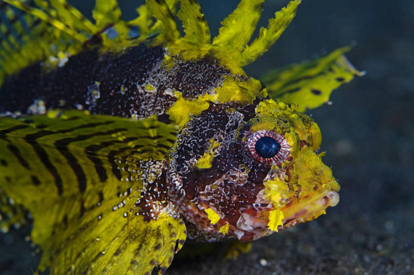 无人,横图,彩色,特写,侧面,水下,野生动物,印度尼西亚,科学,黄色,摄影,五颜六色,色彩斑斓,北苏拉威西,五彩缤纷,蓑鲉,五彩斑斓,五光十色,彩图