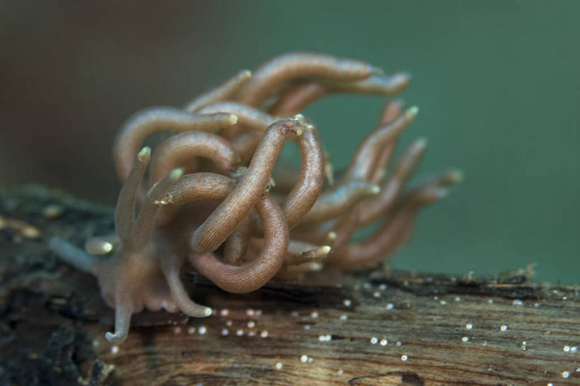 无人,横图,特写,水下,野生动物,印度尼西亚,科学,海蛞蝓,贝类,触须,海洋生物,无脊椎动物,摄影,软体动物,海兔,北苏拉威西,水生动物,水生物,海底动物,海兔螺,彩图