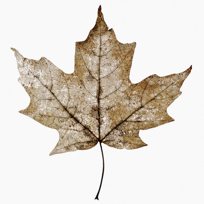 无人,方图,特写,白色背景,美景,枫树,叶子,半透明,科学,景观,一个,自然,景色,季节,摄影,单个,生物学,自然风光,糖枫,彩图,影棚拍摄