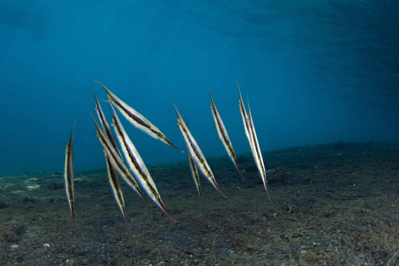 游泳,无人,横图,侧面,水下,野生动物,印度尼西亚,条纹,科学,鱼群,鱼类,摄影,颠倒,北苏拉威西,彩图