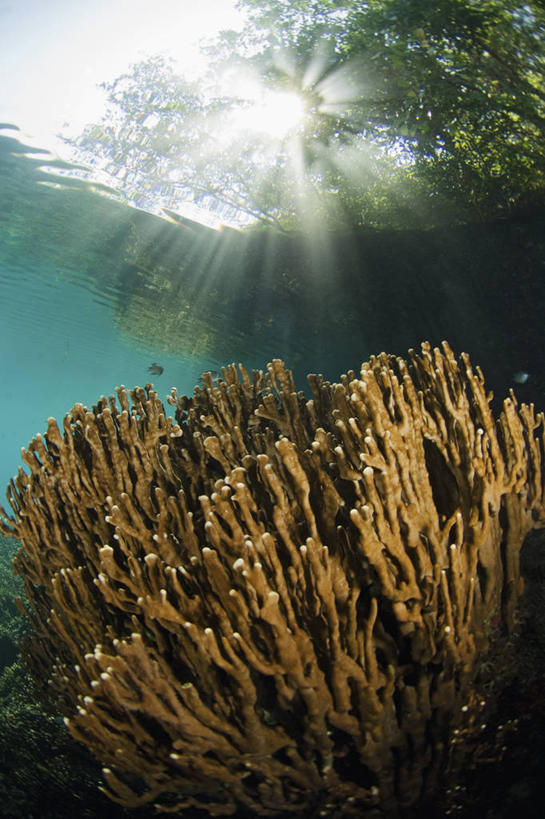 无人,竖图,水下,野生动物,印度尼西亚,科学,珊瑚,树,摄影,北苏拉威西,暗礁,彩图