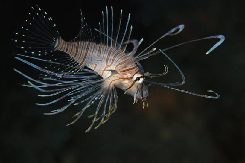 无人,横图,特写,侧面,水下,野生动物,羽毛,印度尼西亚,条纹,科学,动物,摄影,北苏拉威西,蓑鲉,彩图