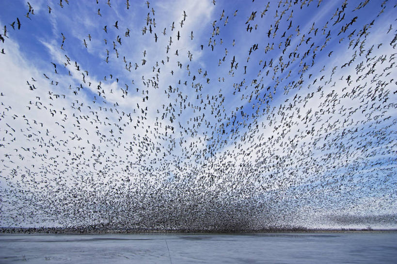 无人,横图,室外,白天,湖,鹅,野生动物,美国,一群,许多,科学,鸟类,冰,很多,飞,天空,动物,摄影,迁徙,生物学,雪雁,密苏里,彩图
