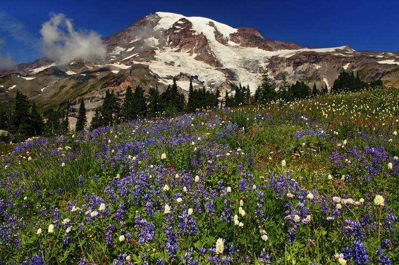 无人,公园,横图,室外,白天,火山,华盛顿,美国,地形,野花,地标建筑,夏天,摄影,宁静,北美,北美洲,国家公园,美洲,冰河,华盛顿州,白羽扇豆,雷尼尔山国家公园,瑞尼尔山国家公园,常绿之州,常青州,北亚美利加洲,亚美利加洲,地质学,彩图,旅行,皮尔斯县