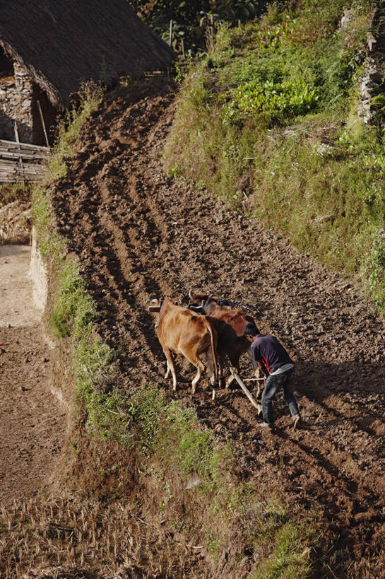 成年人,一个人,农场,竖图,室外,白天,农业,山,牛,尼泊尔,仅一个男性,田地,牛车,动物,两只,摄影,男人,彩图