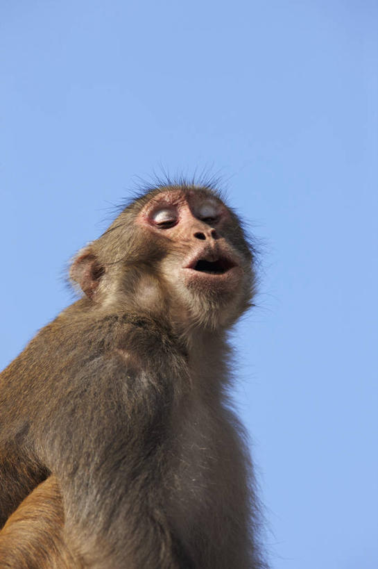 无人,竖图,室外,白天,猴子,尼泊尔,首都,摄影,佛教,猕猴,加德满都,喇嘛教,苏瓦扬布拿佛塔,灵性,恒河猴,彩图,动物行为