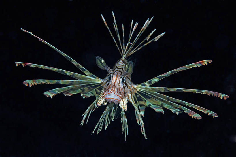 无人,横图,水下,野生动物,马来西亚,亚洲,锐利,鱼类,摄影,东南亚,复杂,锋利,尖锐,出示,蓑鲉,婆罗洲岛,式样,马来西亚联邦,沙巴州,彩图,花斑短鳍蓑鲉