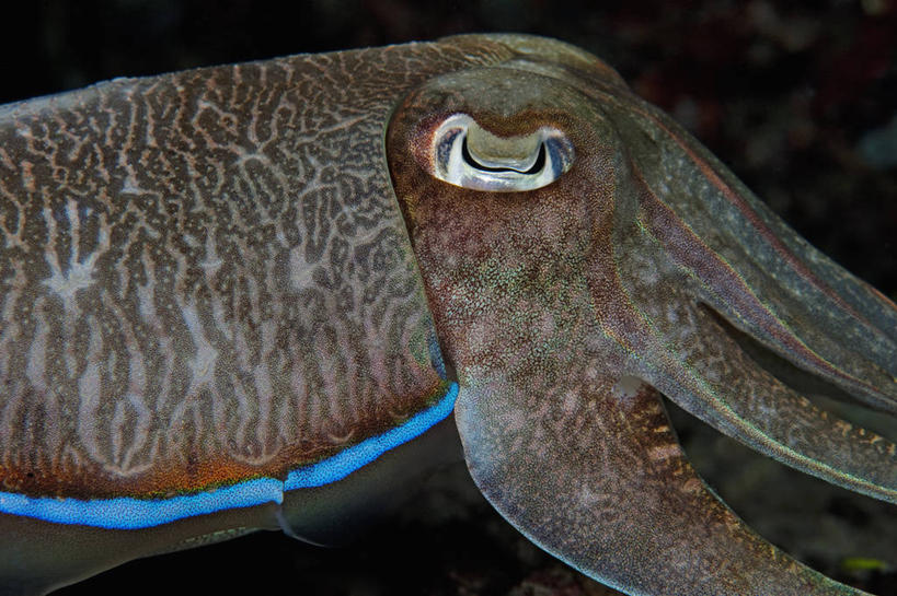 无人,横图,特写,水下,野生动物,马来西亚,亚洲,触须,鱼类,摄影,东南亚,婆罗洲岛,式样,马来西亚联邦,沙巴州,彩图